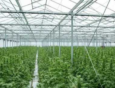 To fund που ξεμπρόστιασε τη Folli - Follie βάζει στο στόχαστρο εταιρεία φαρμακευτικής κάνναβης